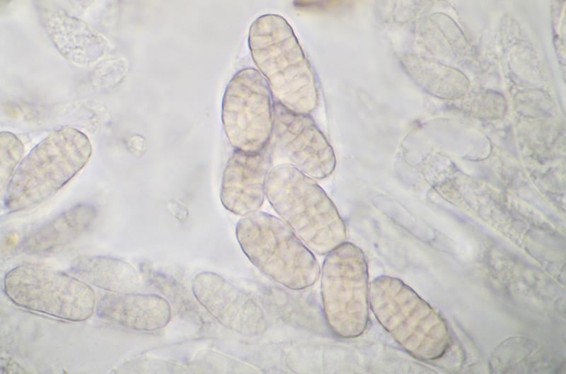 macrostoma