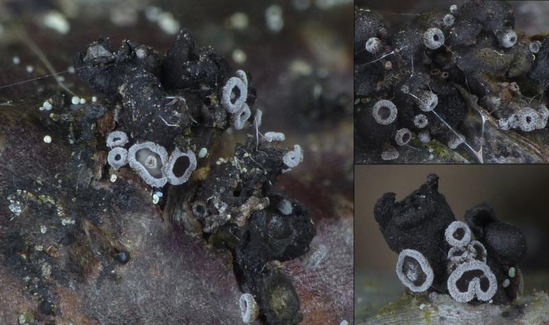 macrostoma