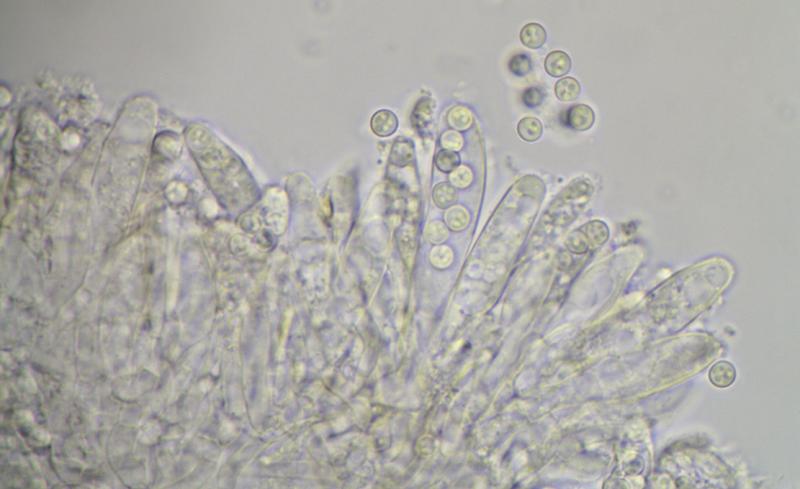 macrostoma