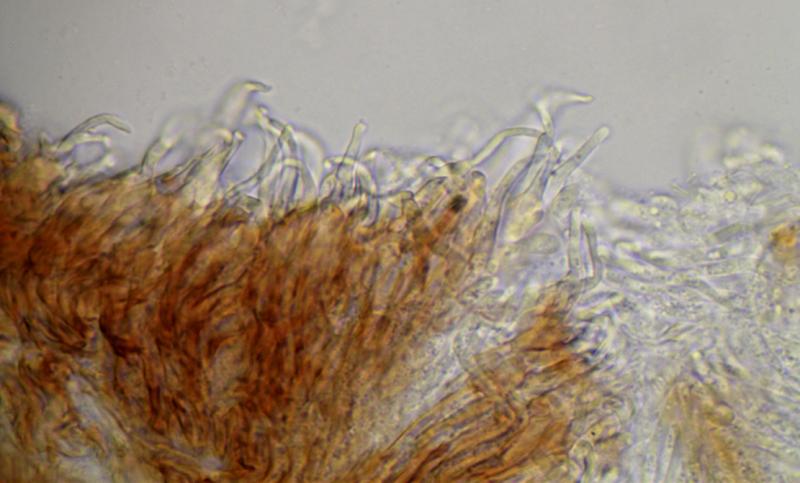 macrostoma