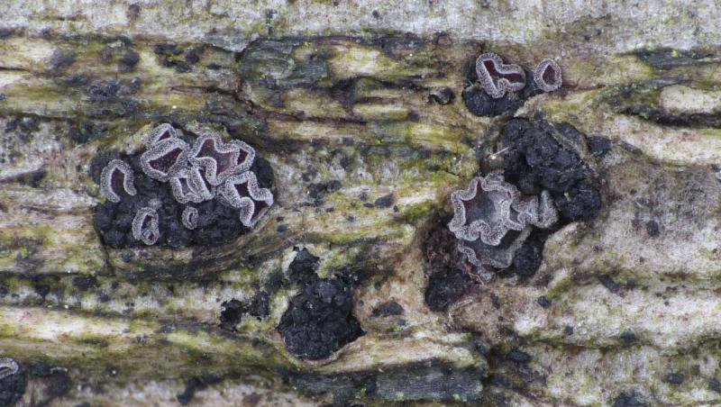 macrostoma