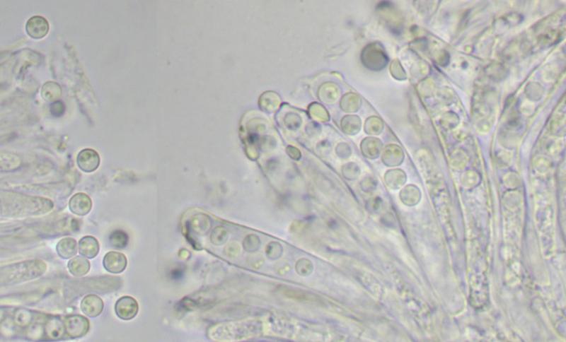 macrostoma