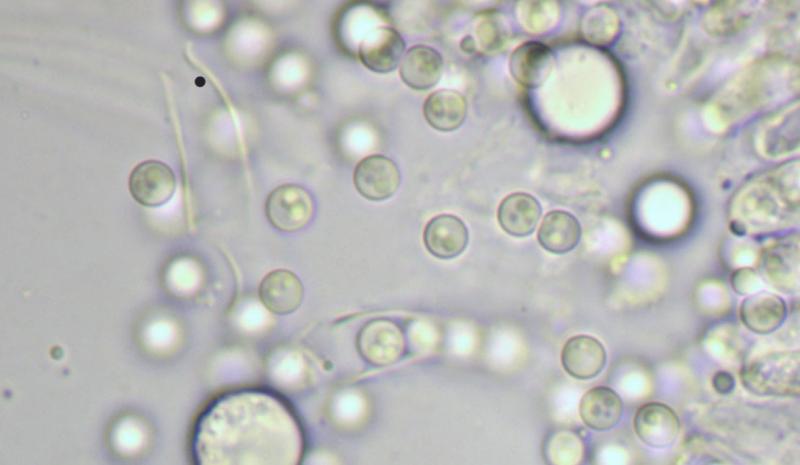 macrostoma