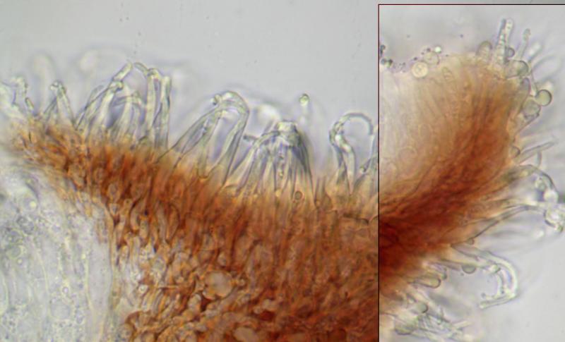 macrostoma