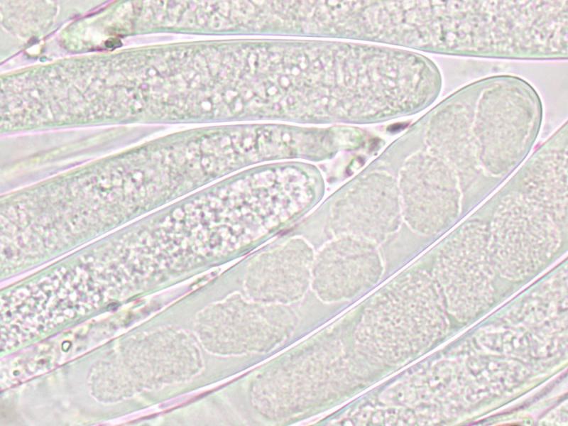 macrostoma