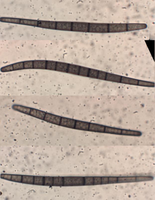 macrostoma