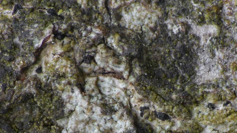 macrostoma