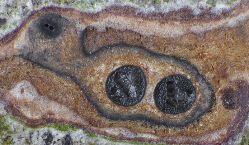 macrostoma