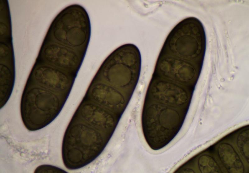 macrostoma