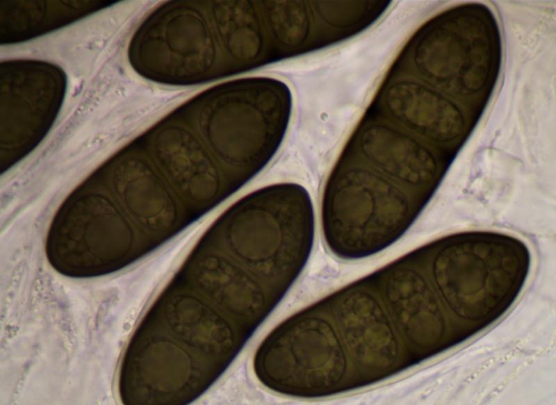 macrostoma