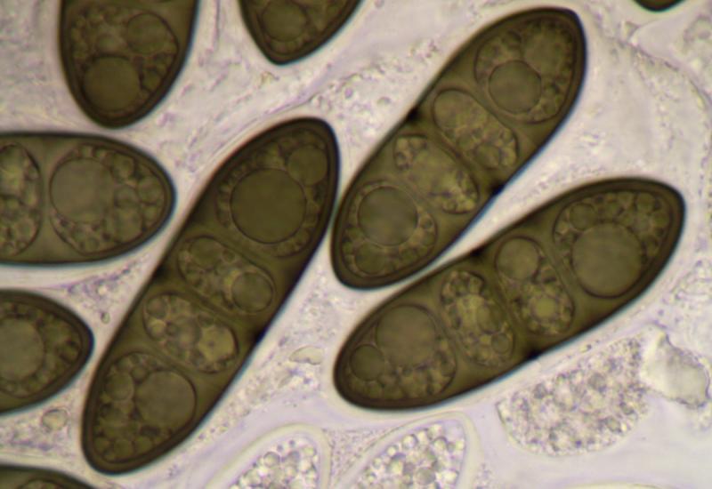 macrostoma
