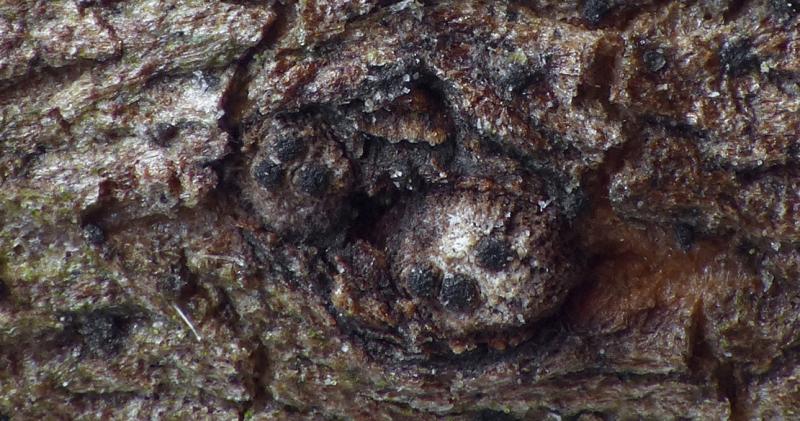 macrostoma