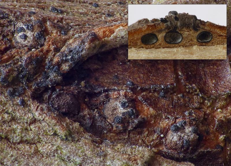 macrostoma