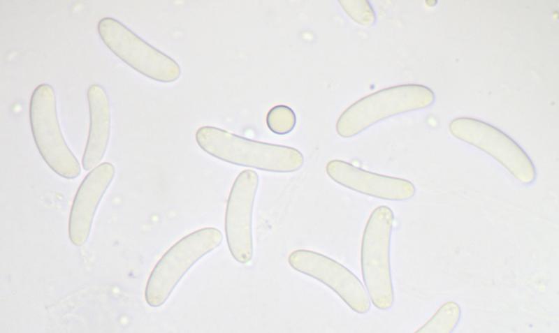 macrostoma