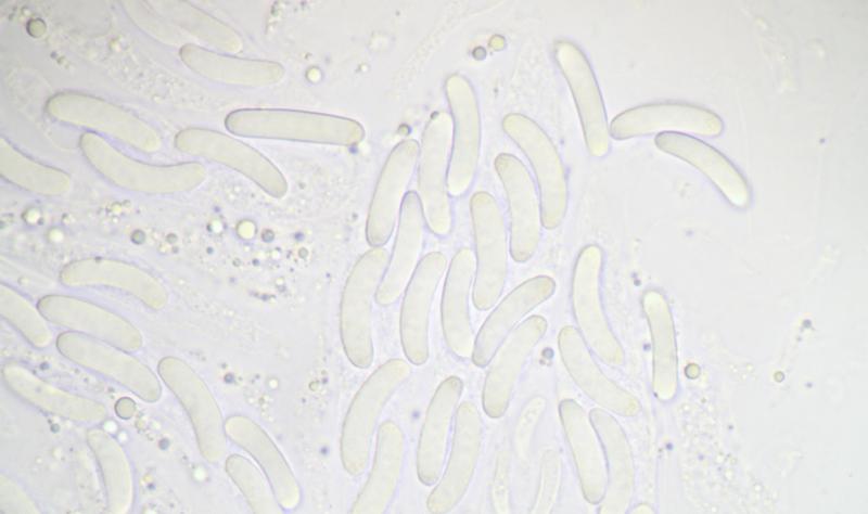 macrostoma