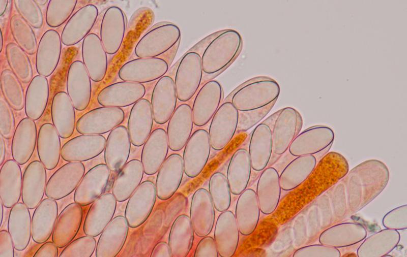 macrostoma