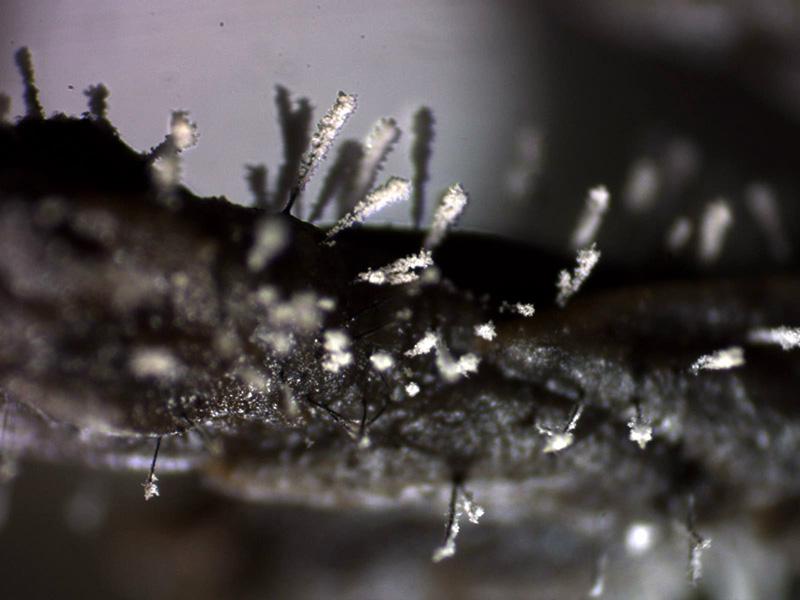 macrostoma